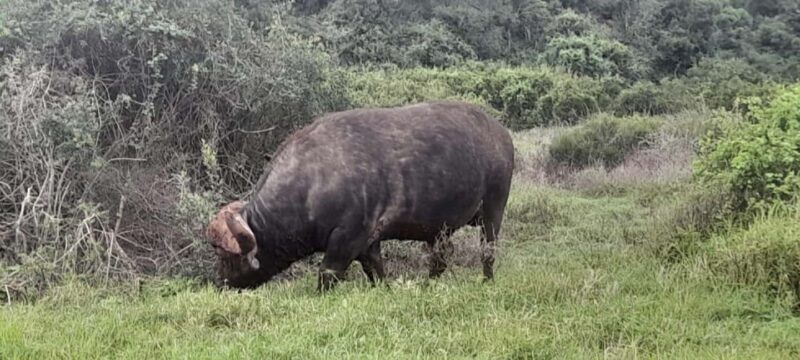 Kragga Kamma Safaris And Shore Excursions - The Full Experience: What to Expect on Your Safari