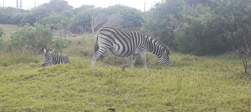 Kragga Kamma Safaris And Shore Excursions - Who Should Consider This Tour?