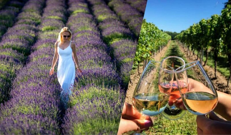 Kraków: Private Lavender Fields & Vineyard Tasting Tour - Who Would Love This Tour?