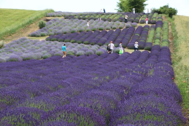 Kraków: Private Lavender Fields & Vineyard Tasting Tour - FAQ
