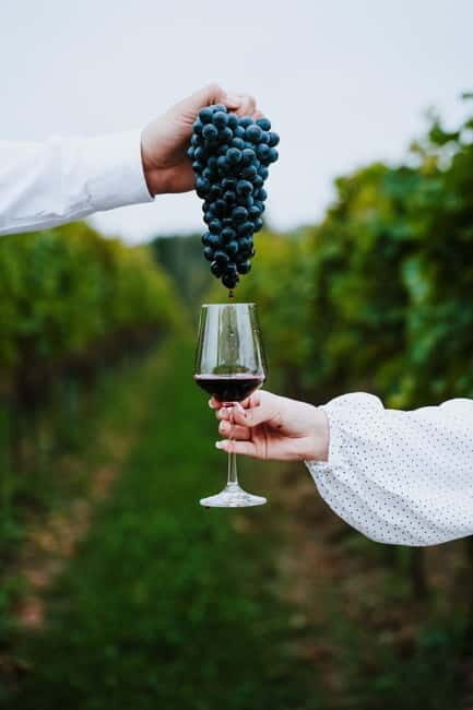 Krakow: Vineyard Tour with Wine Tasting and Dinner - Key Points