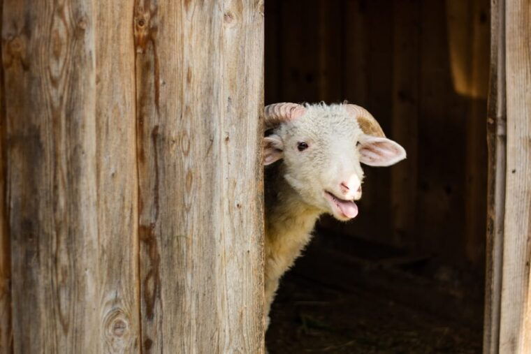 krakow-zakopane-tour-with-cable-car-tasting-hotel-pickup