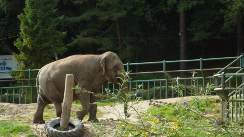 krakow-zoo-tour-with-private-transport-and-tickets