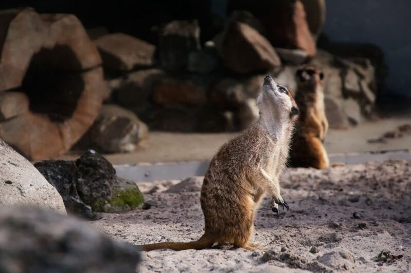 krakow-zoo-tour-with-private-transport-and-tickets