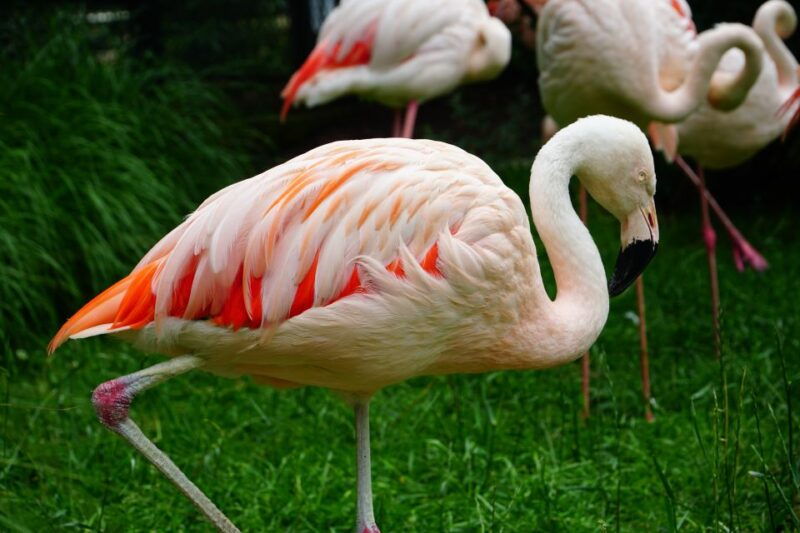 krakow-zoo-tour-with-private-transport-and-tickets