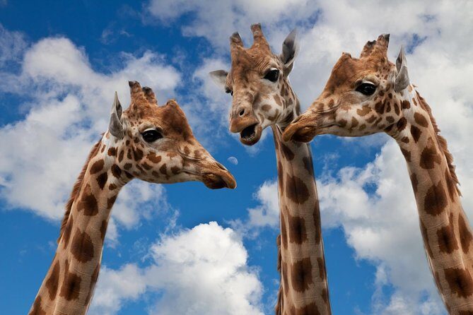 Krakow: Zoo with Hotel Transfer - Key Points