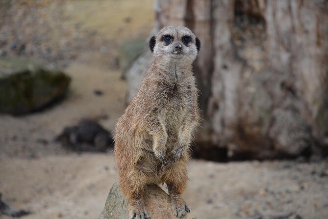 Krakow: Zoo with Hotel Transfer - An Honest Look at Krakow Zoo with Hotel Transfer