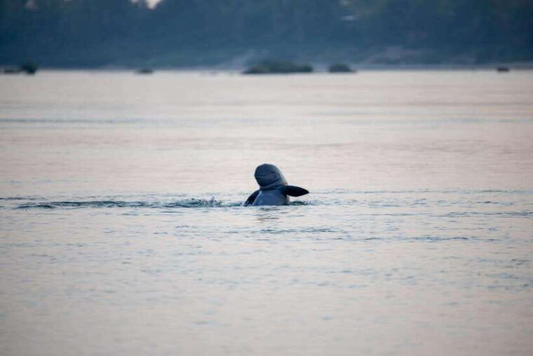 kratie-half-day-kayak-adventure-with-dolphin-watching
