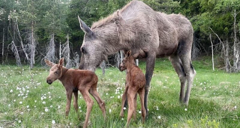 kristiansand-guided-bus-tour-and-moose-park-experience