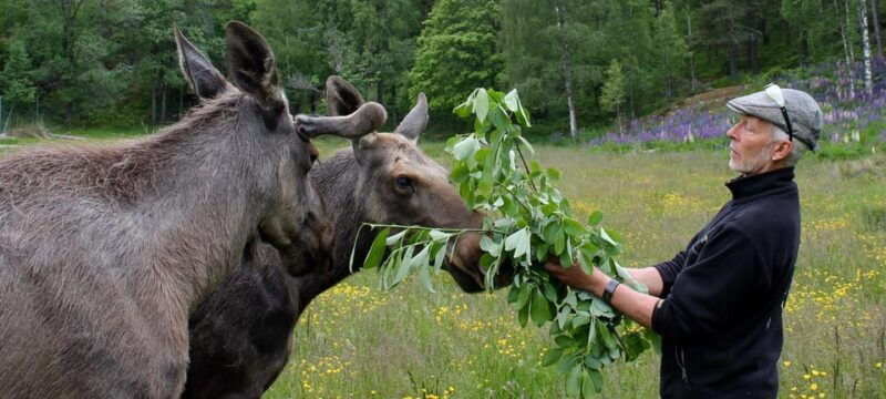 kristiansand-guided-bus-tour-and-moose-park-experience