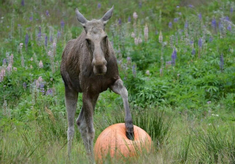 kristiansand-guided-bus-tour-and-moose-park-experience