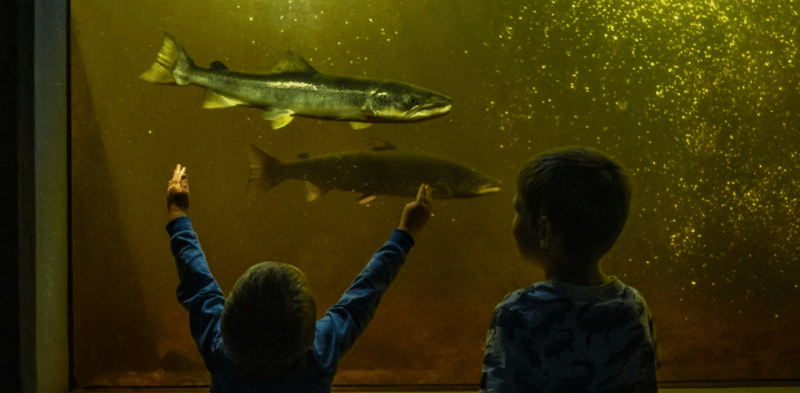 kristiansand-wild-salmon-center-guided-tour-with-bus-ride