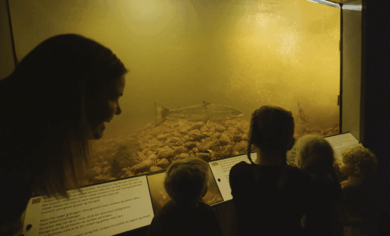 kristiansand-wild-salmon-center-guided-tour-with-bus-ride
