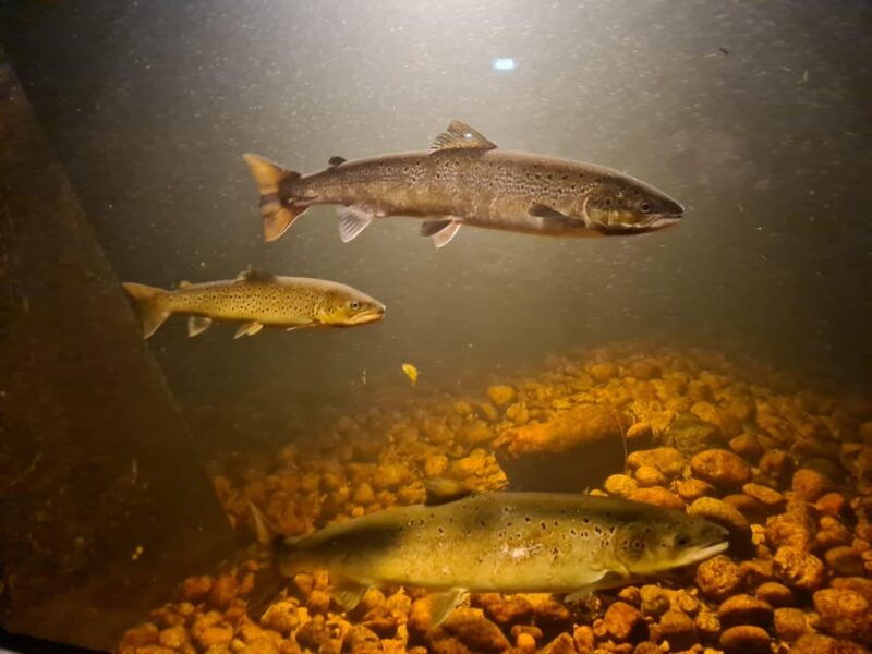 kristiansand-wild-salmon-center-guided-tour-with-bus-ride