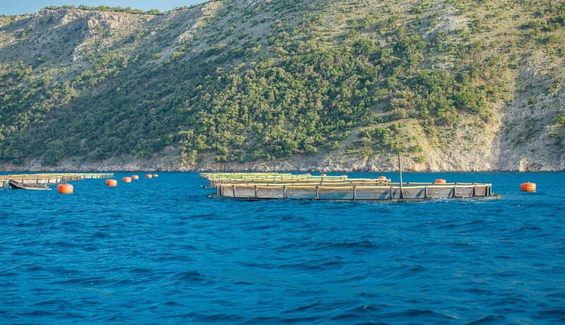 Krk: Golden Beach and Blue Cave Cruise with Welcome Drink - An In-Depth Look at the Krk: Golden Beach and Blue Cave Cruise