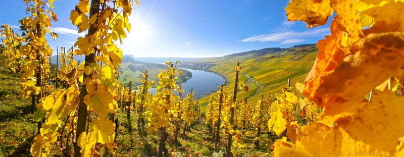 Kröv/Gut Hermes: Make your own sparkling wine  sparkling wine tasting experience - Who Will Love This Experience?