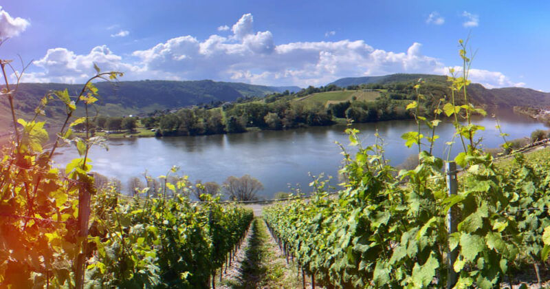krov-mosel-wagon-ride-through-the-vineyards-with-wine-tasting