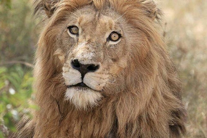 Kruger Lion Expedition with the Little Lionman Steve Kelly - Key Points