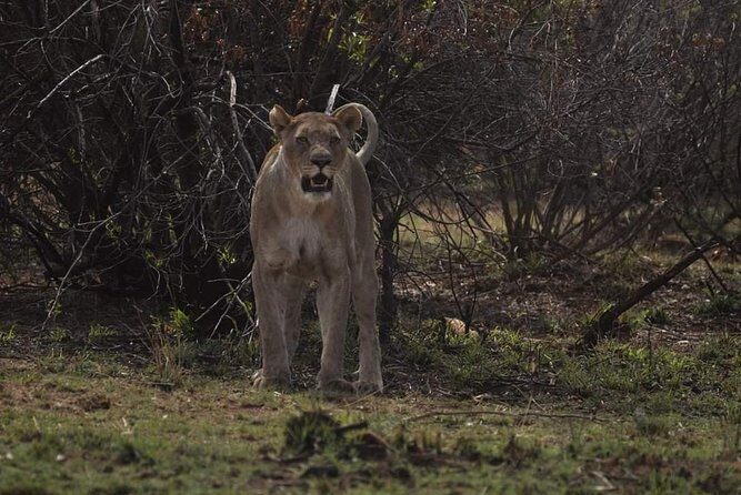 Kruger Lion Expedition with the Little Lionman Steve Kelly - FAQs