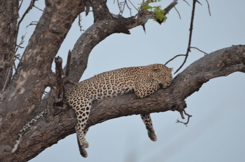 Kruger Morning Game Drive from Marloth Park & Komatipoort - Key Points