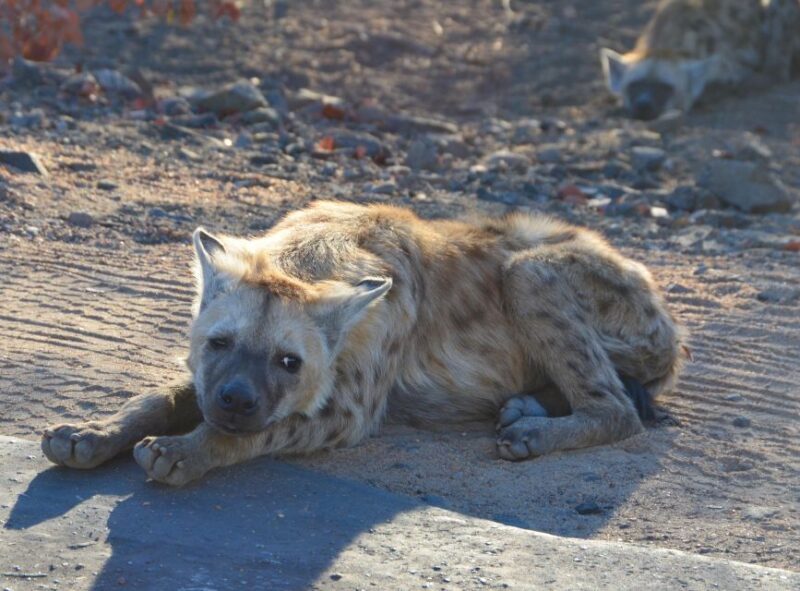 Kruger Morning Game Drive from Marloth Park & Komatipoort - Practical Tips for the Tour