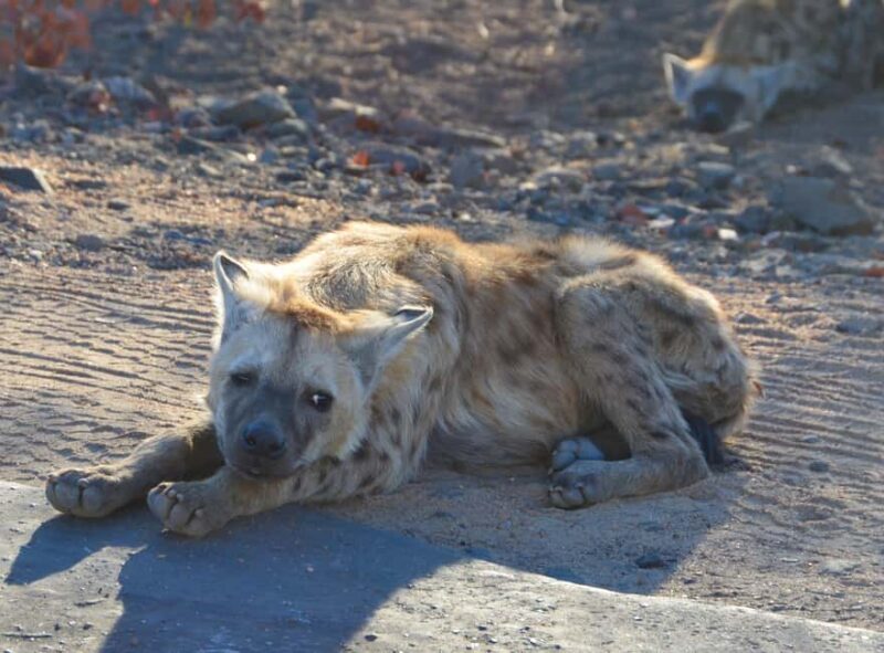 Kruger Morning Game Drive from Marloth Park & Komatipoort - FAQ