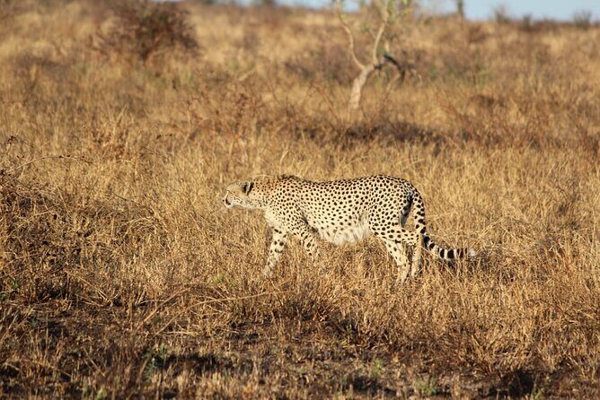 Kruger National Game Park three day PRIVATE Tour - FAQs
