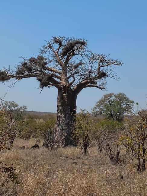 Kruger National Park: 10-Day Northern to Southern Tour - Key Points