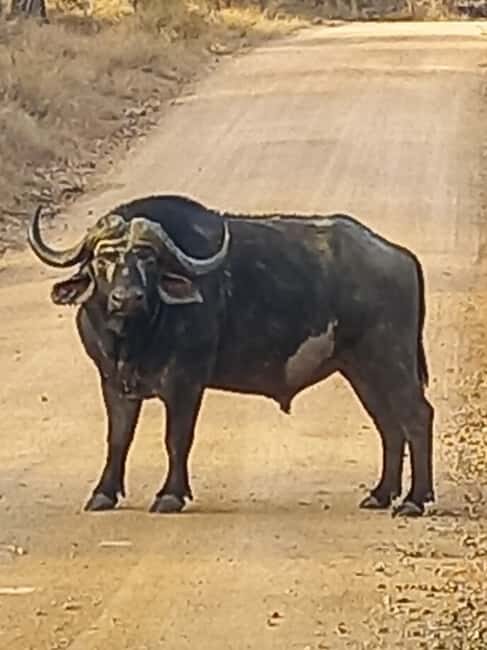 Kruger National Park: 10-Day Northern to Southern Tour - A Close Look at the 10-Day Kruger Adventure