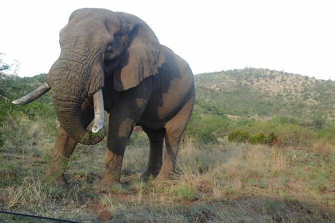 Kruger National Park 2 Days 1 Night Magical Safari from Johannesburg Private - What’s Included and What’s Not