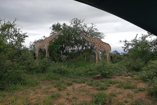 Kruger National Park 2 Days 1 Night Magical Safari from Johannesburg Private - The Reviews & Authentic Insights
