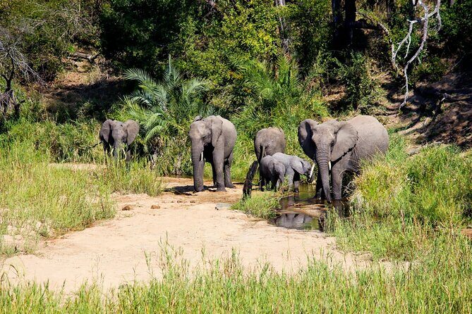 Kruger National Park. 2 Days Best Ever Safari from Cape Town - An In-Depth Look at the Tour