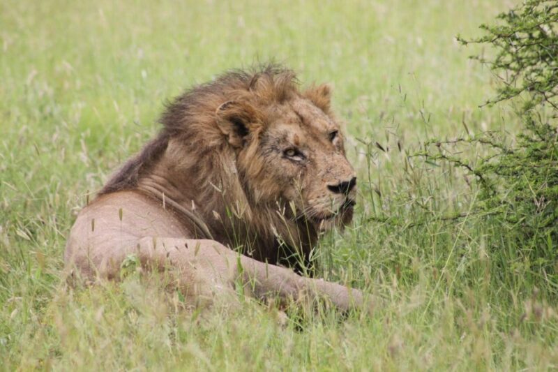 Kruger National Park: 3 Day Safari Tour - An In-Depth Look at the Experience