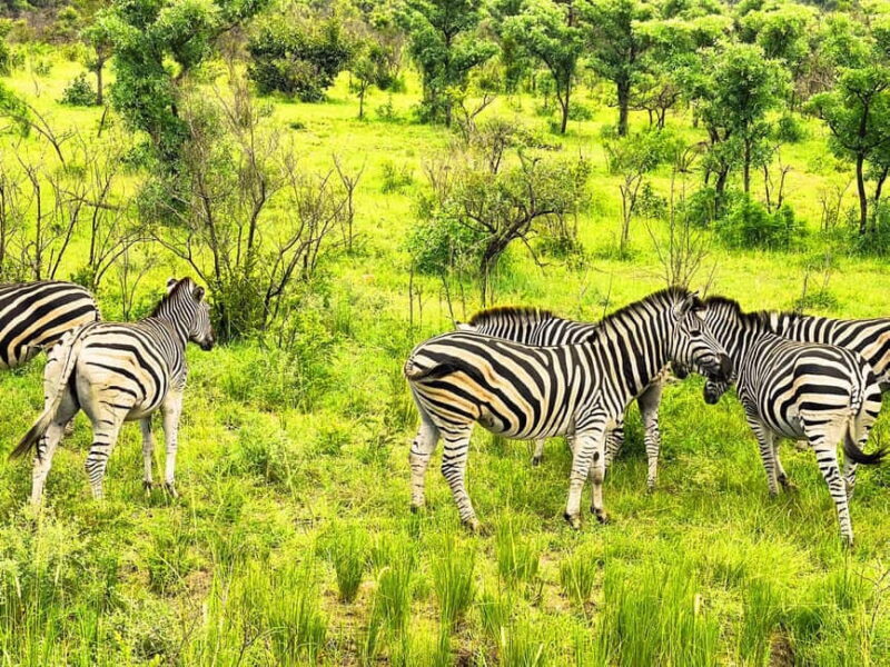 Kruger National Park 3 Days Best Ever Safari from Cape Town - A Detailed Look at the Safari Experience