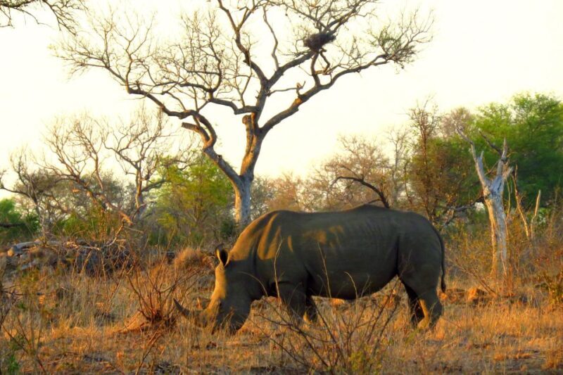 Kruger National Park 3 Days Best Ever Safari from Cape Town - Authentic Experiences and Insights from Reviews