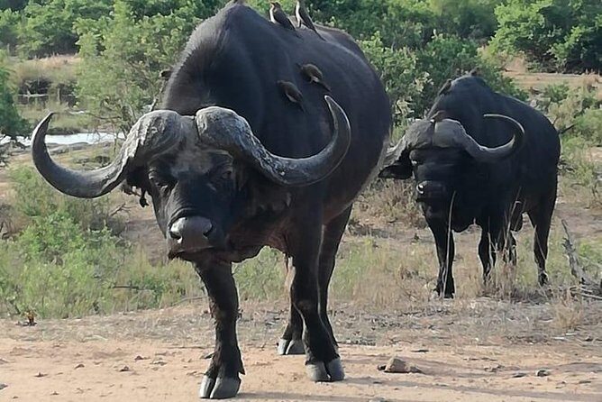 Kruger National Park. 3 Days Best Ever Safari from Cape Town - FAQ