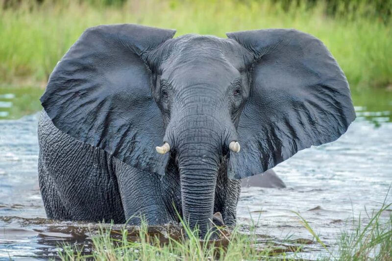 Kruger National Park: 4-Day Glamping Budget Safari - Key Points