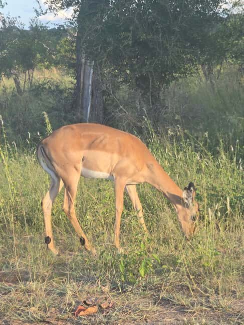 Kruger National Park: 4-Day Glamping Budget Safari - Who Is This Tour Best For?