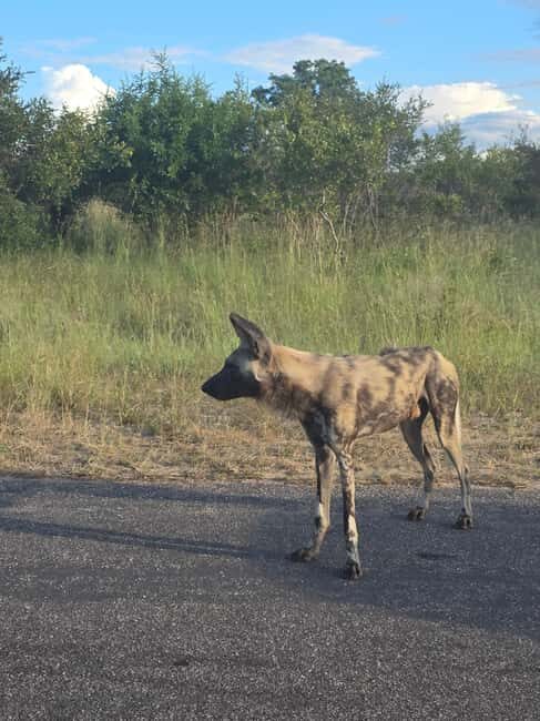 Kruger National Park: 4-Day Glamping Budget Safari - Final Thoughts