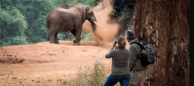 Kruger National Park - 4 Day Tour from Johannesburg - Introduction: Why This Tour Might Be Your Next Adventure