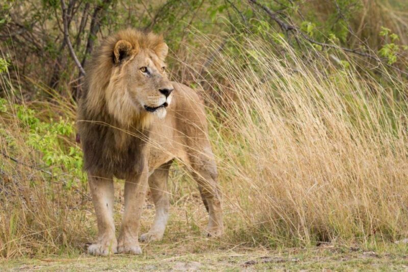 Kruger National Park - 4 Day Tour from Johannesburg - The Sum Up: Is This Tour Right for You?