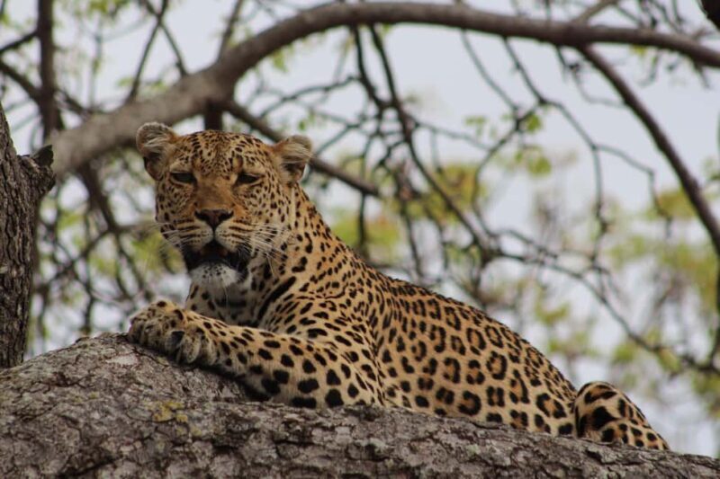 Kruger National Park: 5-Day Discover the Kruger Park Safari - An In-Depth Look at the 5-Day Kruger Safari