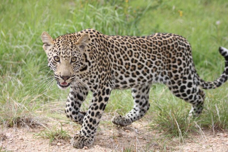 Kruger National Park - 5 Day Safari Tour - The Itinerary in Detail