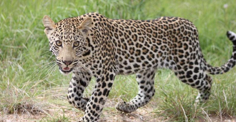 Kruger National Park - 5 Day Safari Tour - Practical Considerations