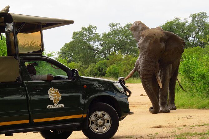 Kruger National Park Afternoon Private safari - The Sum Up: Is This Safari Worth It?