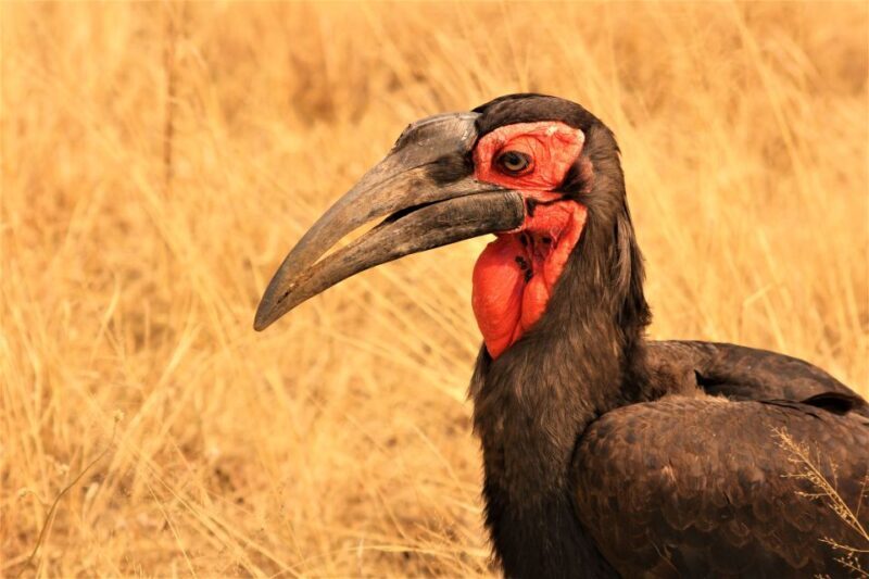 Kruger National Park Afternoon Safari - The Experience: What to Expect on Your Safari Adventure