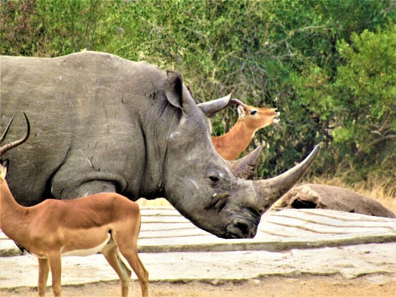 Kruger National Park Afternoon Safari - Who Is This Tour Best For?