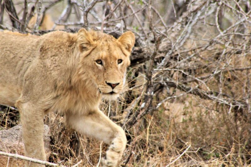 Kruger National Park Afternoon Safari - Final Thoughts: Is It Worth It?