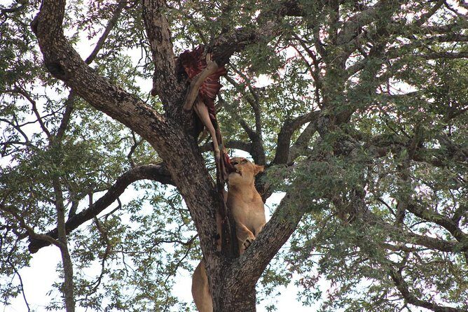 Kruger National Park Afternoon Sunset Safari Tour - What Could Be Improved