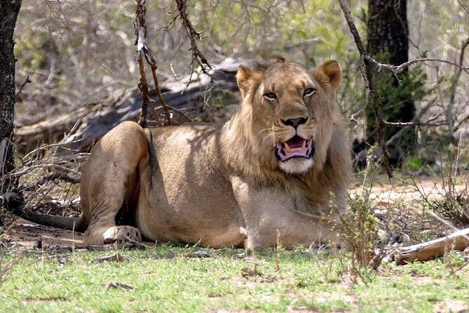 Kruger National Park Best Tour - The Sum Up